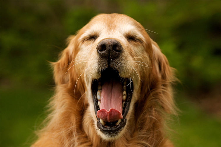 dog12.jpg