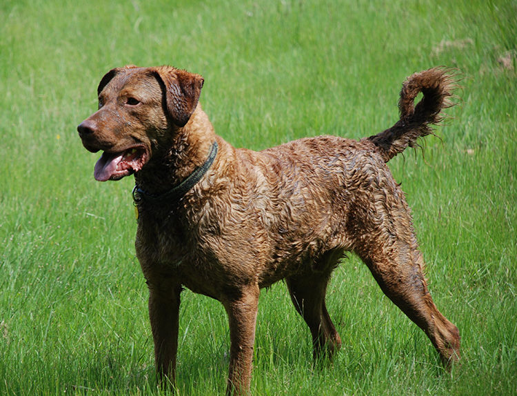 Chesapeake_Bay_Retriever.jpg