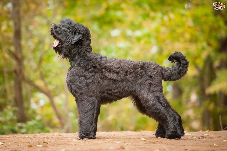 black_russian_terrier.jpg