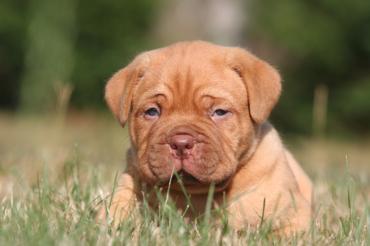 dogue_de_bordeaux750.jpg