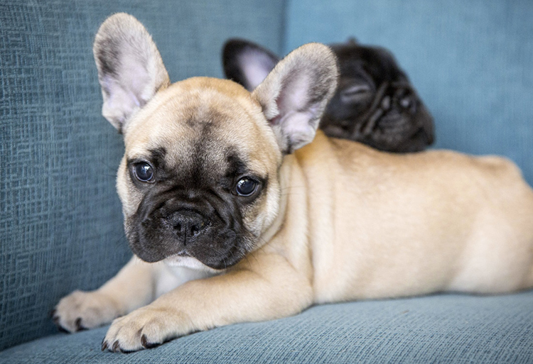 french_bulldog750.jpg