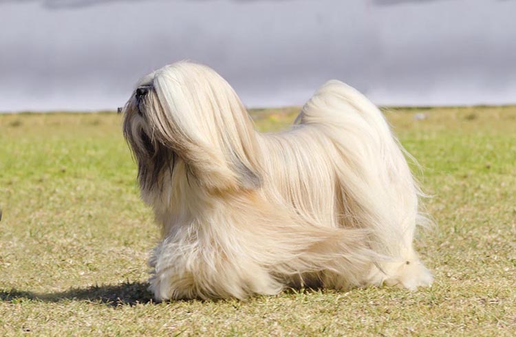 lhasa_apso.jpg