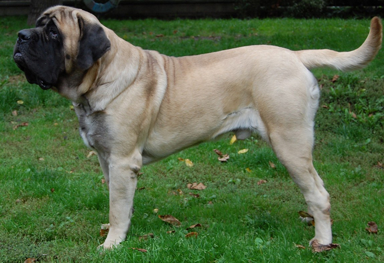 mastiff750.jpg