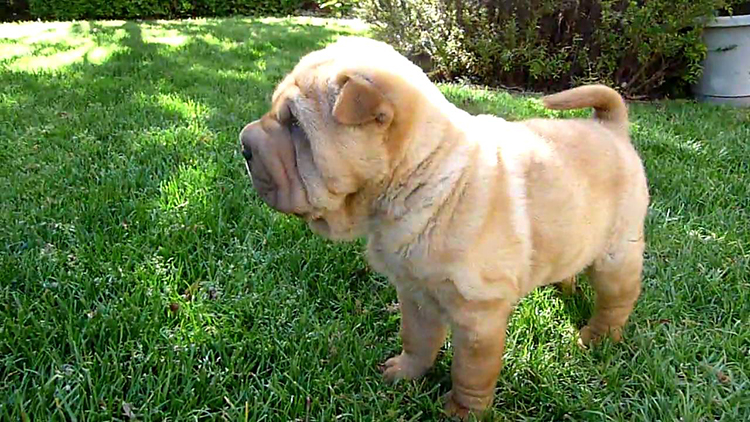 shar_pei.jpg
