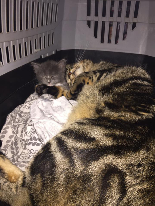 adopted_kitten2.jpg