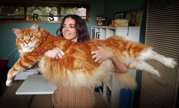 omarthecat2.jpg