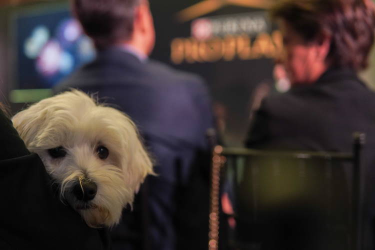 purinaproplan4