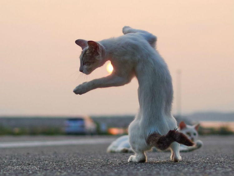ninjacat2.jpg