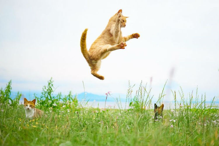 ninjacat3.jpg