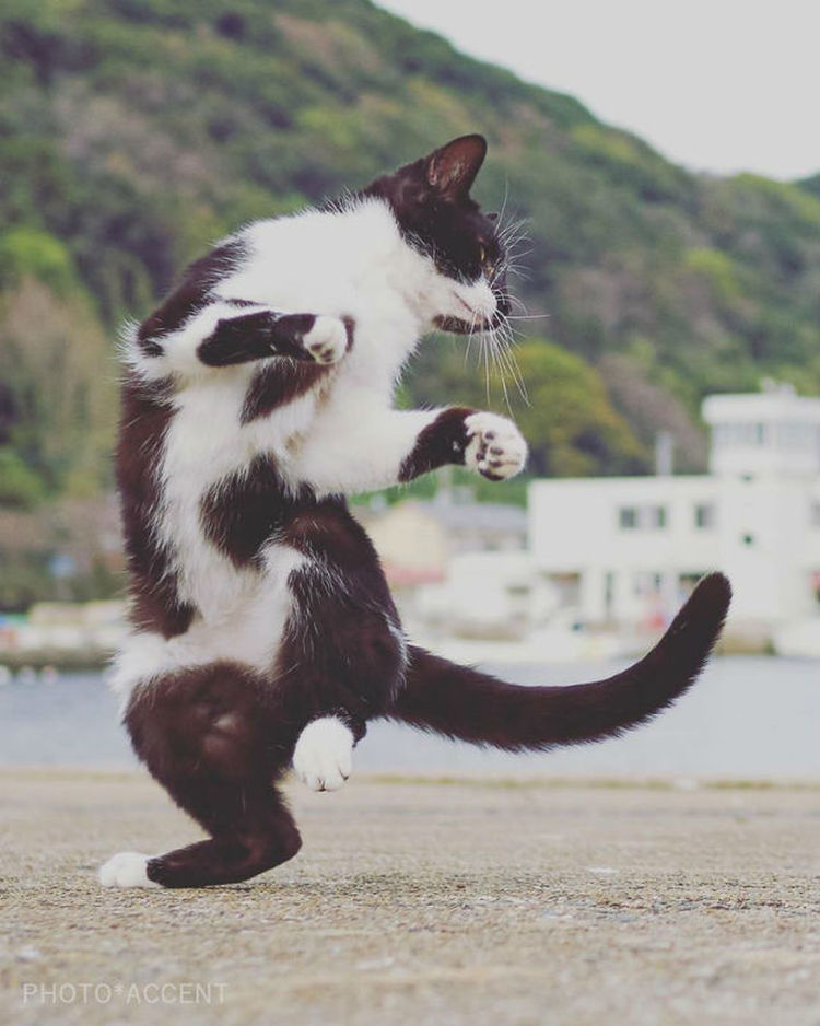 ninjacat4.jpg