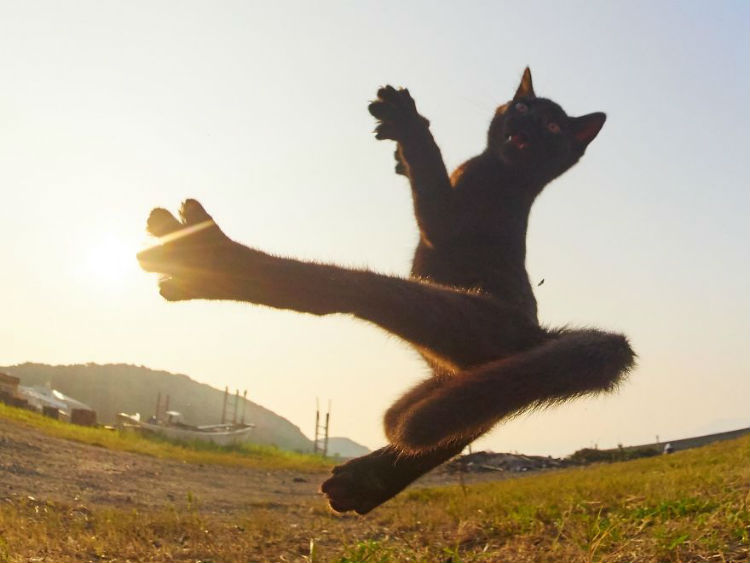 ninjacat5.jpg