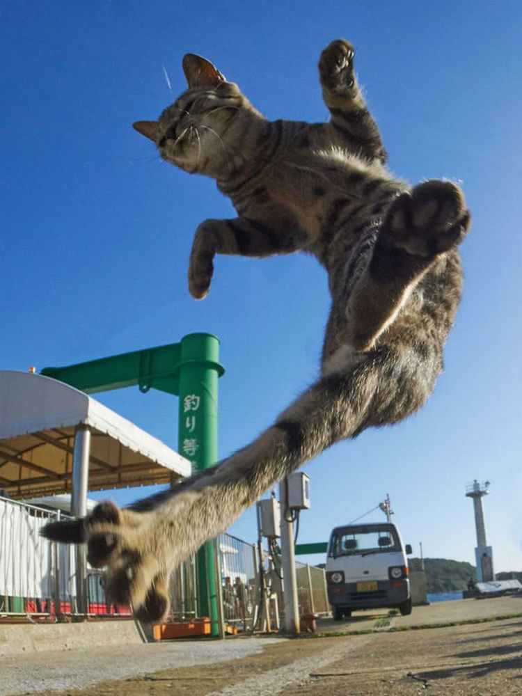 ninjacat6.jpg