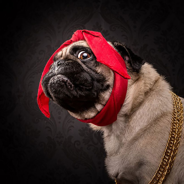 puglife3.jpg